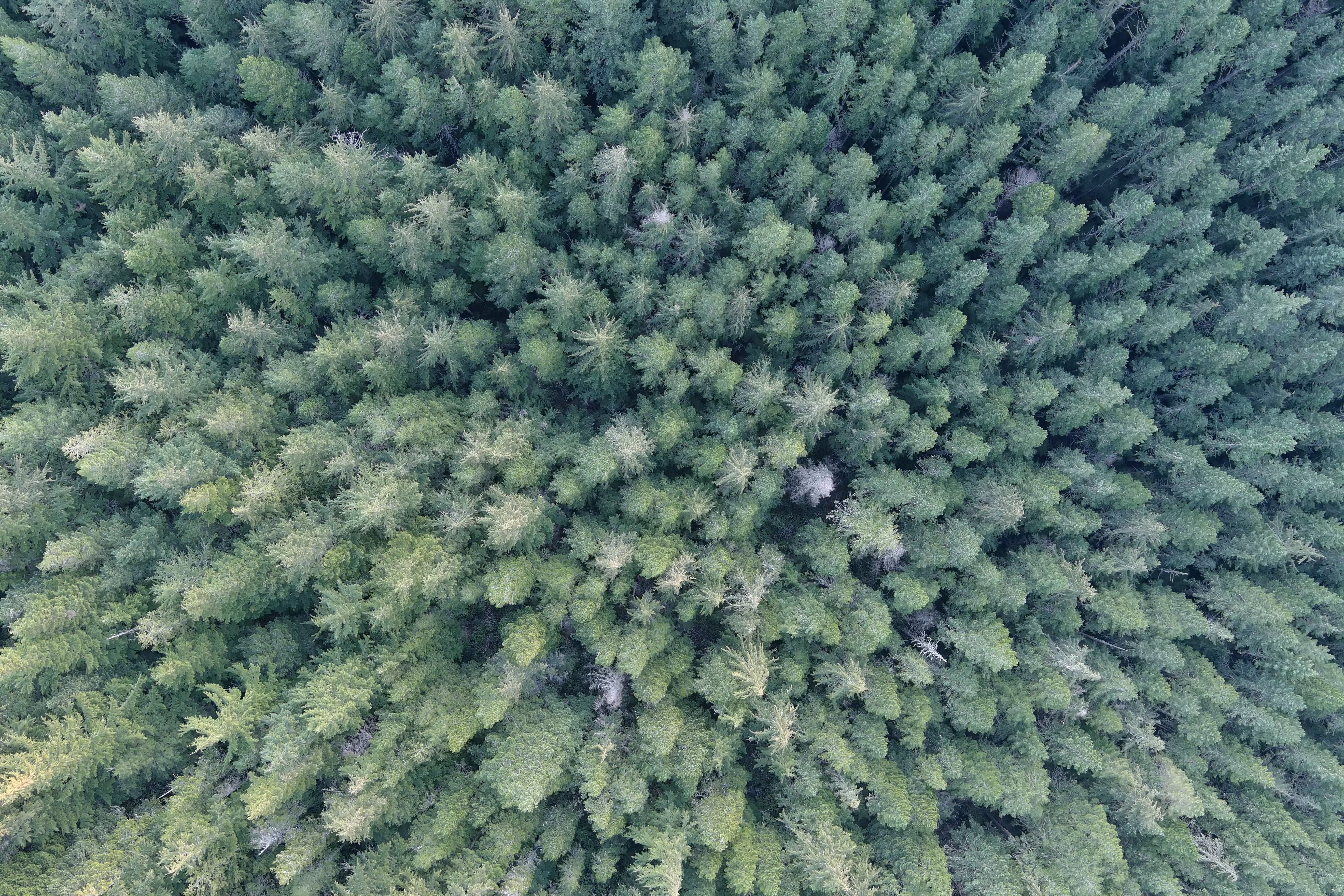 Forest gallery